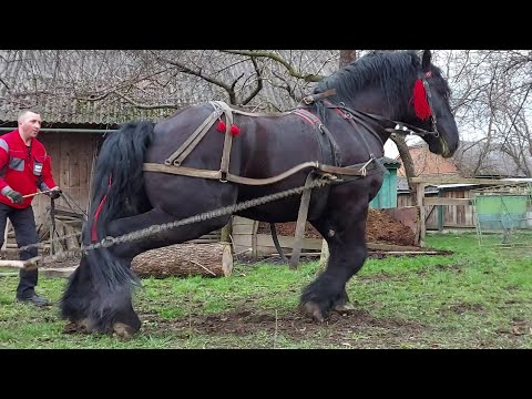 Видео: Робота ФАРАОНА🔥👍Так ми деколи працюємо в лісі🌲🌳