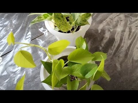 Видео: Пересадка двух сциндапсусов.