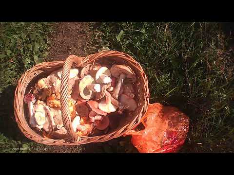 Видео: Тихая охота в сентябре , море опят и серушки !