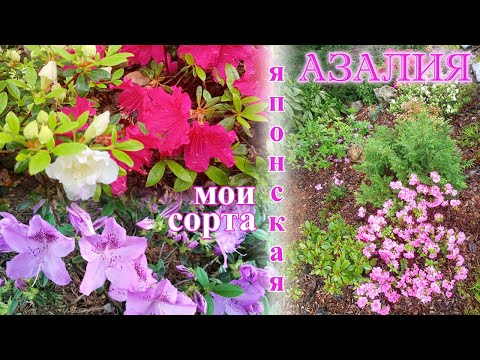 Видео: Сорта японских азалий в моем саду. Обзор цветущих азалий.