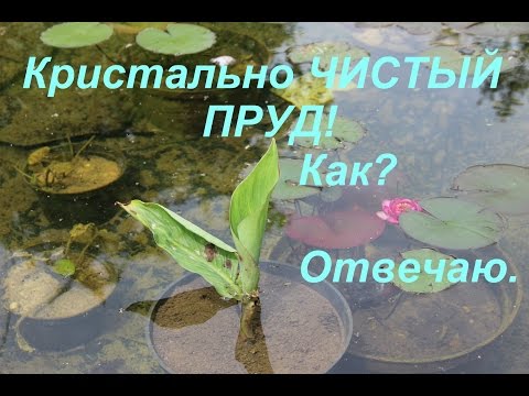 Видео: Кристально ЧИСТЫЙ ПРУД! Как? Отвечаю.