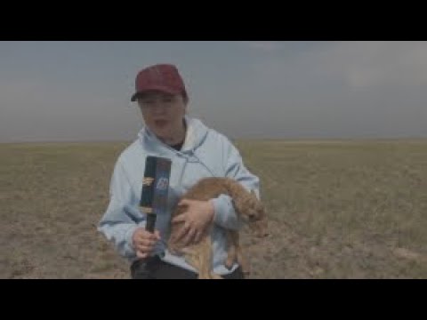Видео: Арқада киік төлдеді