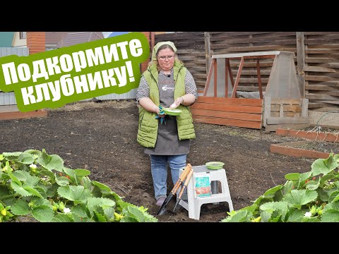 Видео: ПОДКОРМИТЕ ЗЕМЛЯНИКУ ТАК! Удобрения для клубники весной