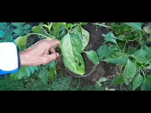 Видео: Зелёный перец - способы дозаривания. Часть 1. 79 серия.