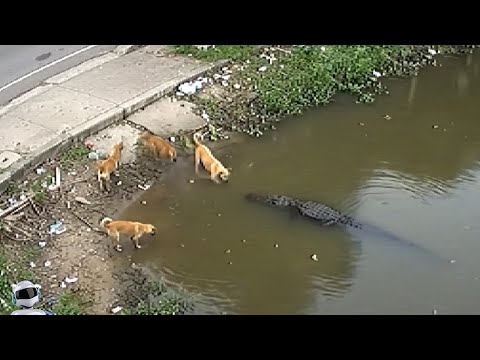 Видео: Секунды До Нападения / Случаи с Животными Снятые на Камеру