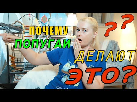 Видео: КАК ГЛАДИТЬ ПОПУГАЯ | ПОЧЕМУ ПОПУГАИ ДЕЛАЮТ ЭТО?