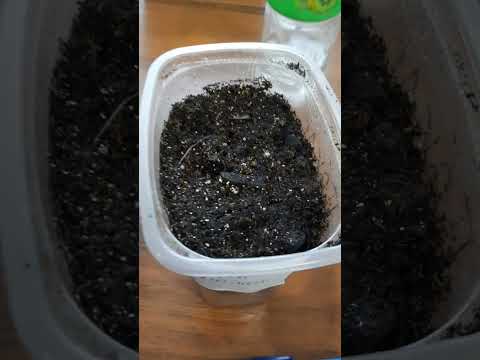 Видео: 2-15 февраля. Посадила перец и немного цветов.