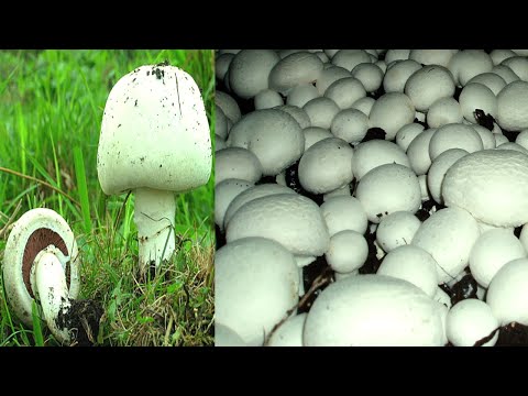 Видео: ВЫРАЩИВАНИЕ ШАМПИНЬОНОВ В ДОМАШНИХ УСЛОВИЯХ (ЧАСТЬ 1 ГОТОВИМ ПРАВИЛЬНЫЙ КОМПОСТ)