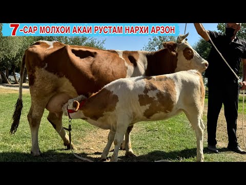 Видео: 7-САР МОЛХОИ АКАИ РУСТАМ БО НАРХИ АРЗОН 9 сентября 2025 г.