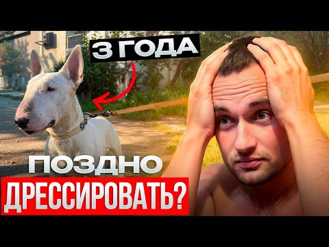 Видео: Управляемая собака - ЭТО ЛЕГКО 👍