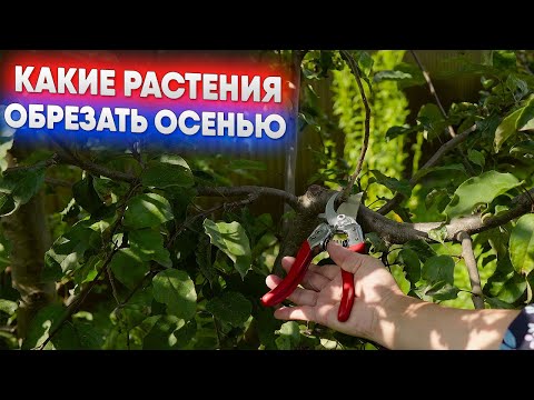 Видео: Какие растения обрезать осенью