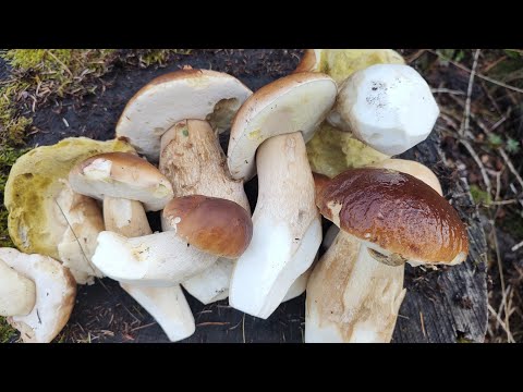 Видео: 19 октября. ГРИБЫ - ЕСТЬ!!!