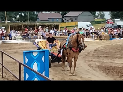 Видео: ЛОШАДИ🐎ПОБЕДИТЕЛЬ СОРЕВНОВАНИЙ НА КОНЕ ОРЛЕ