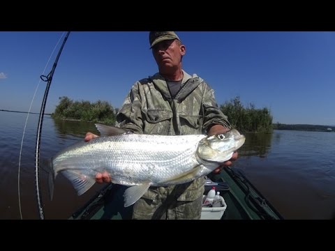 Видео: Атака ВЕРХОГЛЯДОВ или на что клюёт верхогляд