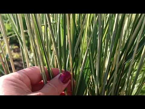 Видео: КуничникгостроквітковийКарлФоестер#війникАваланш#куничникІнгленд#куничникОвердам#посухостійкізлаки