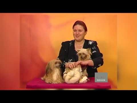 Видео: И снова китайская хохлатая