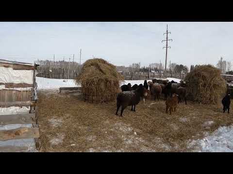 Видео: Эдильбаевская порода овец .