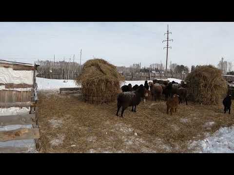 Видео: Эдильбаевская порода овец .
