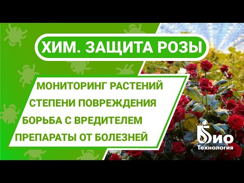 Видео: Защита роз химической обработкой. Боремся с паутинным клещом, трипсом, белокрылкой и болезнями розы.