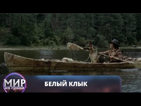 Видео: БЛАГОРОДНЫЙ ПЕС ПРОЩАЕТ ЛЮДЯМ ИХ ОШИБКИ! Белый Клык