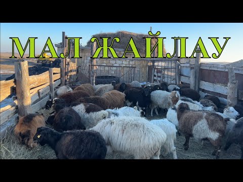 Видео: Таңғы мал жайлау уақыты #ауылөмірі #ешкі #қой #сиыр