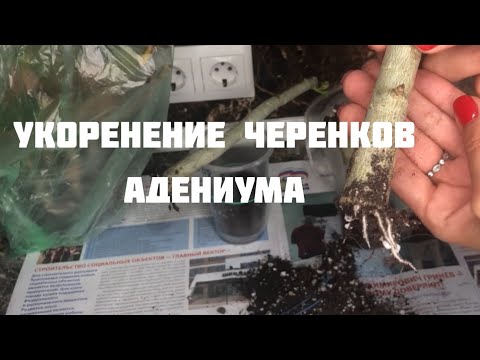 Видео: Укоренение черенков адениума и проверка укореняшек)