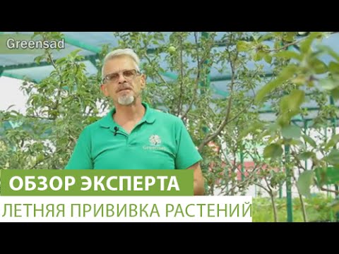 Видео: Летняя прививка растений