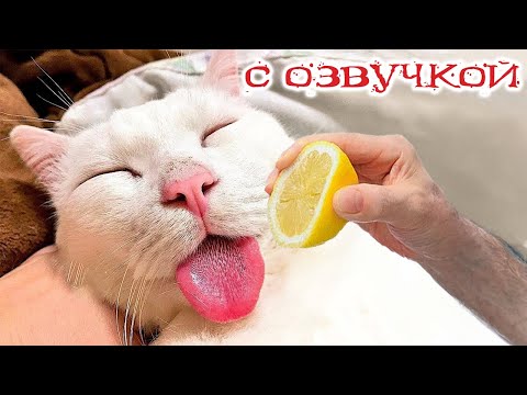 Видео: Приколы с котами   С ОЗВУЧКОЙ! СМЕШНЫЕ ЖИВОТНЫЕ  - Смешные КОТЫ И СОБАКИ! Я РЖАЛ ДО СЛЁЗ!