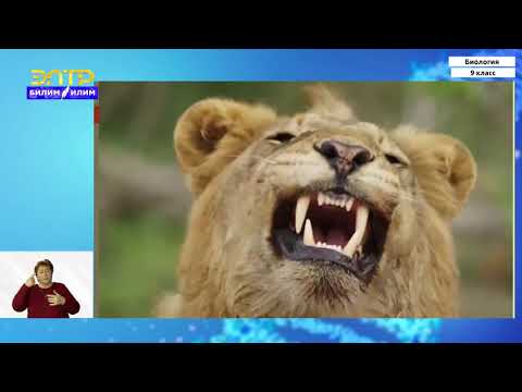 Видео: 9-класс | Биология | Приспособления организмов к условиям обитания как результат эволюции