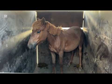 Видео: Фермадан тай әкелдік, Байталдар құлындады, #айғыр #лошадки #ауылшаруашылығы #тай #ауылөмірі