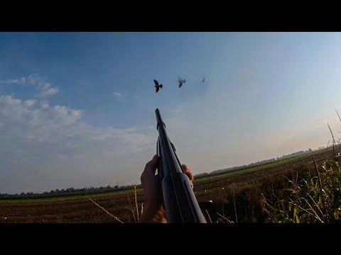 Видео: ЧУМОВОЕ открытие ОХОТЫ НА ГОЛУБЯ. Беларусь 2020.