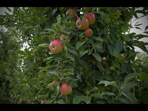 Видео: Цената на преспанското јаболко | Преспа? Разбуди се