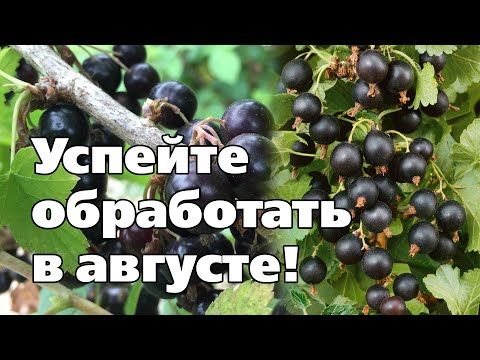 Видео: СМОРОДИНА ПОСЛЕ СБОРА УРОЖАЯ. Обработки от вредителей и болезней