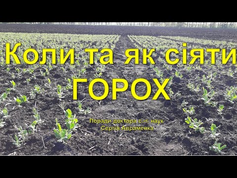Видео: Коли та як сіяти горох