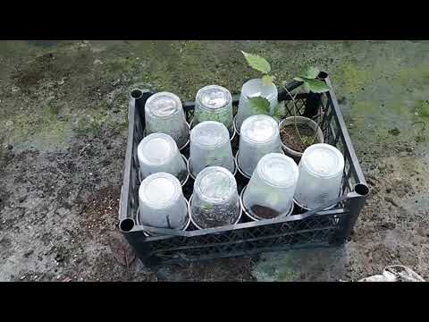 Видео: /Малина Самохвал, две недели спустя, после посадки//!