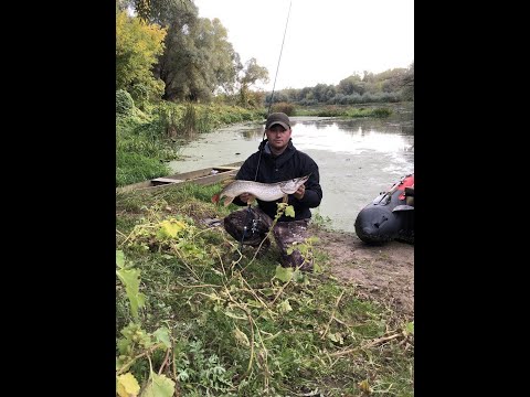 Видео: Ловля Щуки и Судака на Дону. Рыбалка на спиннинг.