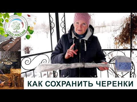 Видео: Как сохранить черенки до весны.