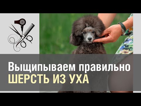 Видео: Выщипываем шерсть из уха собаке | Пудель | Секреты ухода