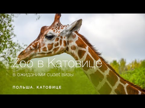 Видео: ЗООПАРК. КАТОВИЦЕ | В ожидании CUAET визы. Польша. После этого в Польше хочется жить!