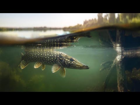 Видео: Ловля Осінньої ЩУКИ !!! Вибір Приманки Немає Значення. Жовтень 2024