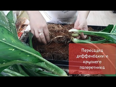 Видео: Пересадка Диффенбахии "Шкура Дракона" и крупного папоротника Нефролеписа "Мачо". 7июля 2021г