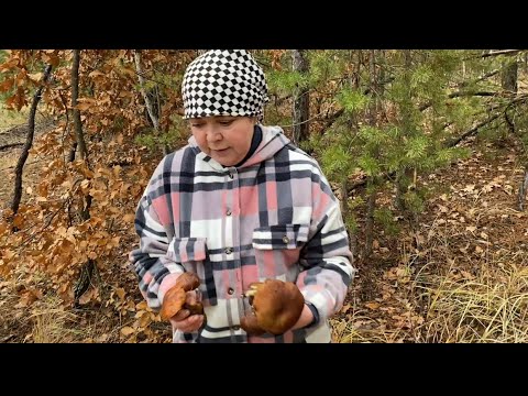 Видео: Чем ближе зима,тем их больше! Пять видов Грибов в корзине! Будте внимательны когда покупаете🍄‍🟫!