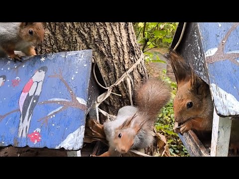 Видео: Кормлю голодных белок #белка #squirrel 