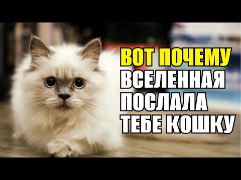 Видео: ТВОЯ КОШКА ПОЯВИЛАСЬ В ТВОЕЙ ЖИЗНИ НЕ ПРОСТО ТАК! ВОТ ЧТО ТЕБЕ ХОТЯТ СКАЗАТЬ