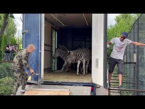 Видео: Семь зебр Чапмана приехали в Тайган из Аскания-Нова, теперь главное перегнать их в вольер!