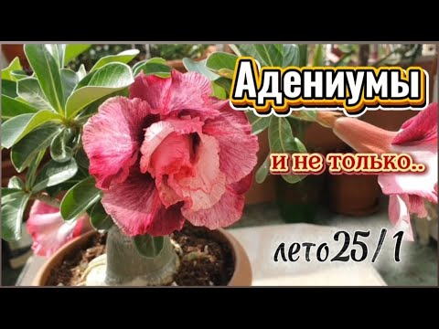 Видео: Цветение Адениумов и прочие прелести Лета