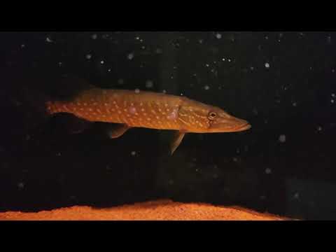 Видео: Щука в аквариуме 750л, соседка арована, кормовая база в виде африканских цихлид.