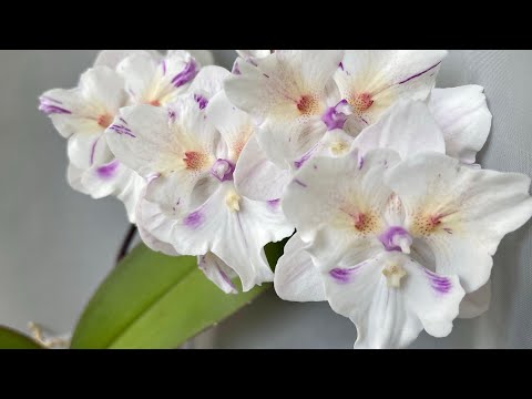 Видео: Цветение мая 2022. Мои пелорики 🦋💛Часть 2