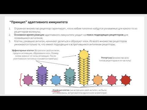 Видео: Врожденный vs адаптивный иммунитет, иммунный репертуар