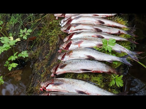 Видео: Рыбалка на хариуса. 